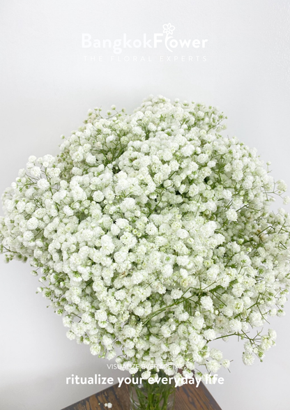 Gypsophila Million Star
