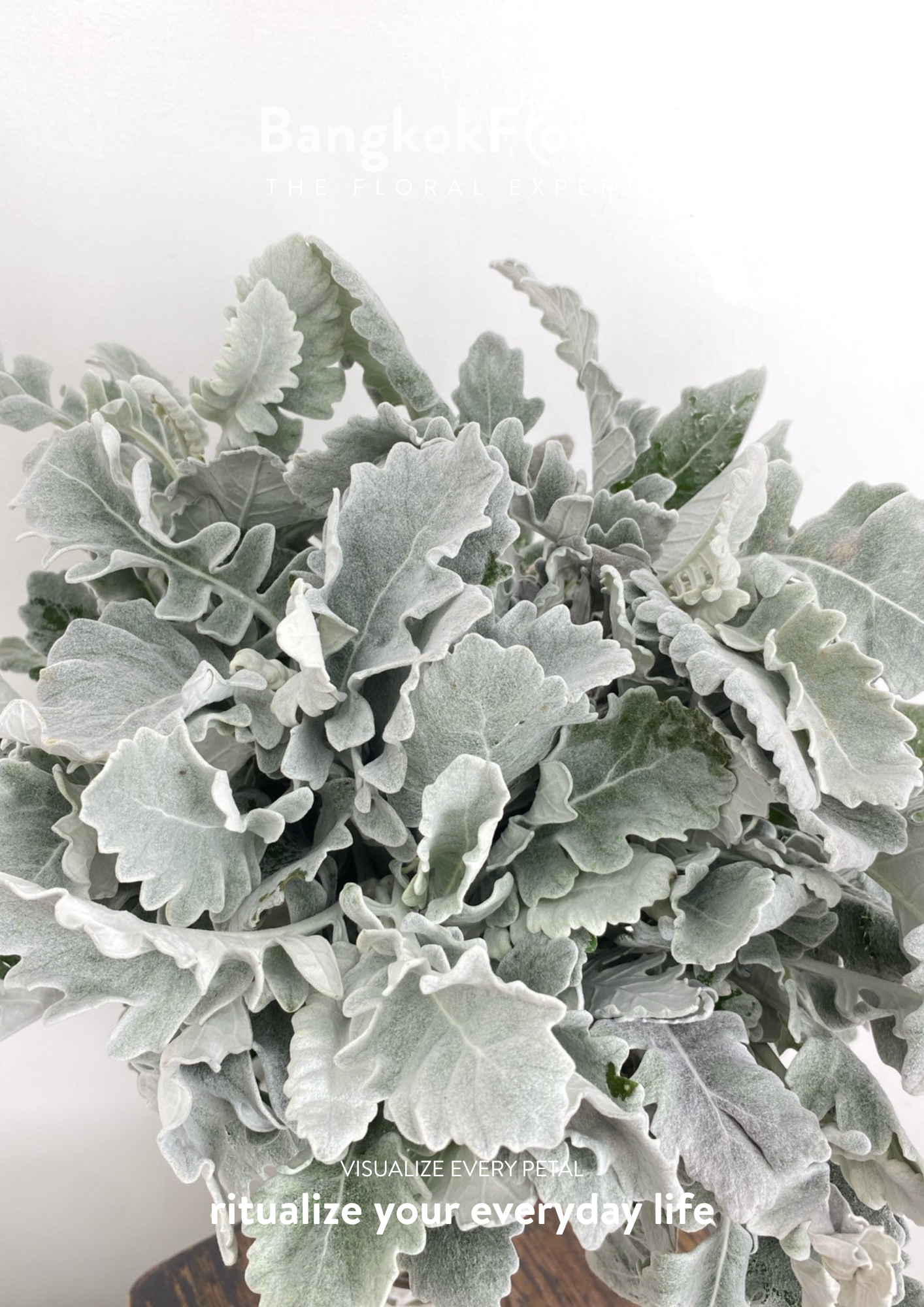 Dusty Miller
