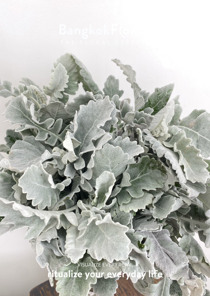 Dusty Miller