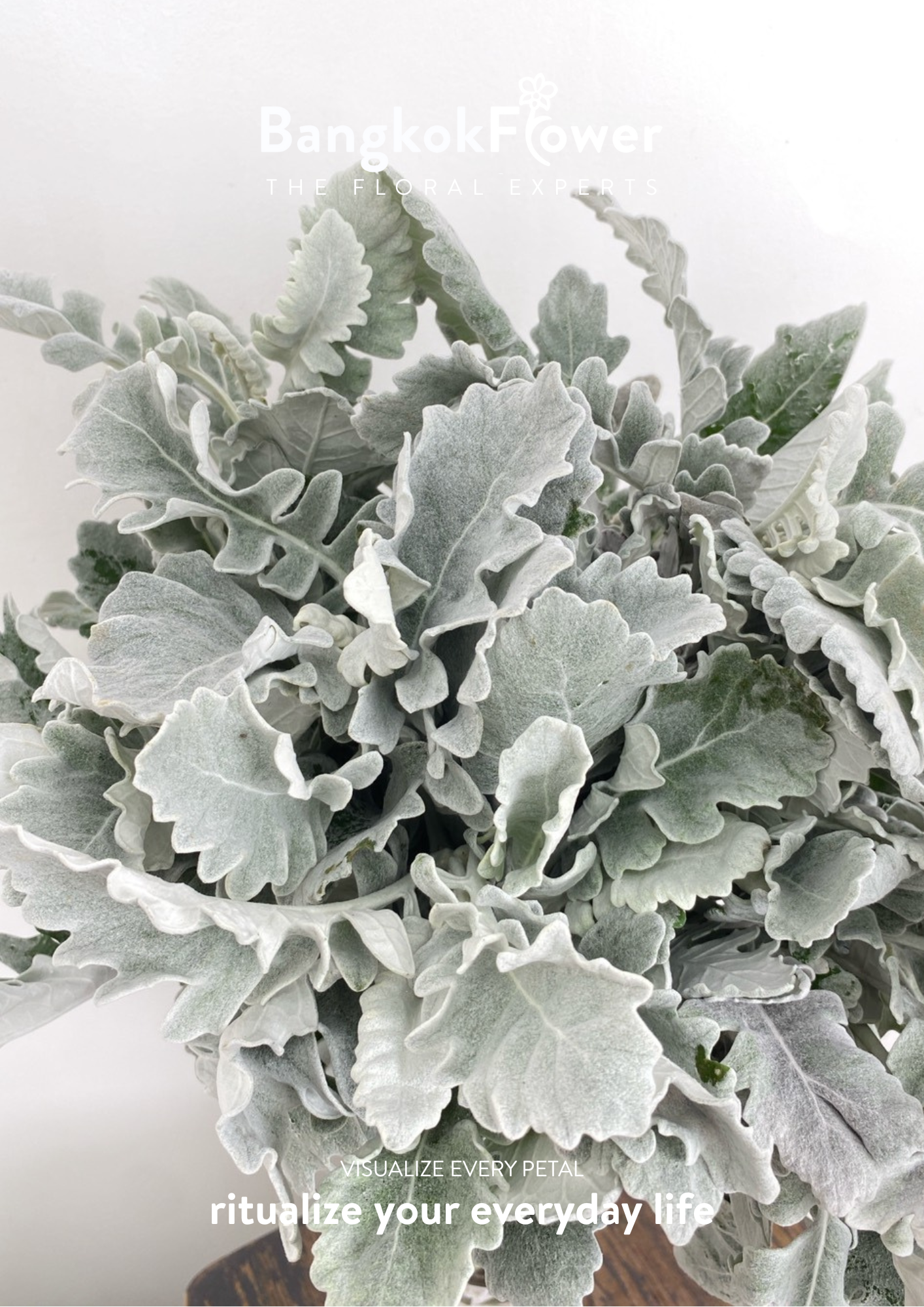 Dusty Miller