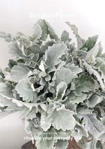 Dusty Miller