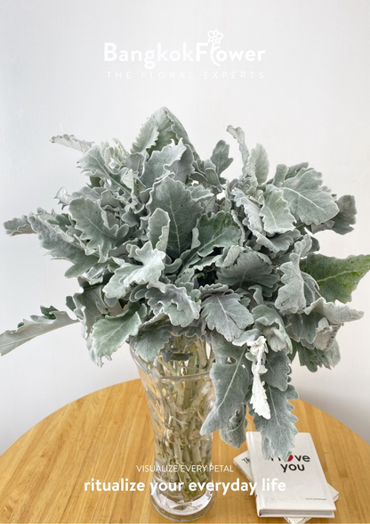 Dusty Miller