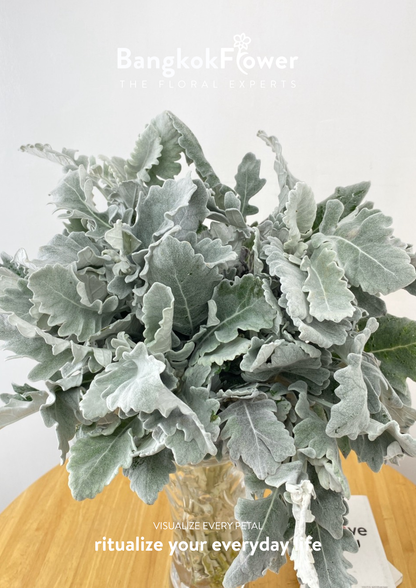 Dusty Miller