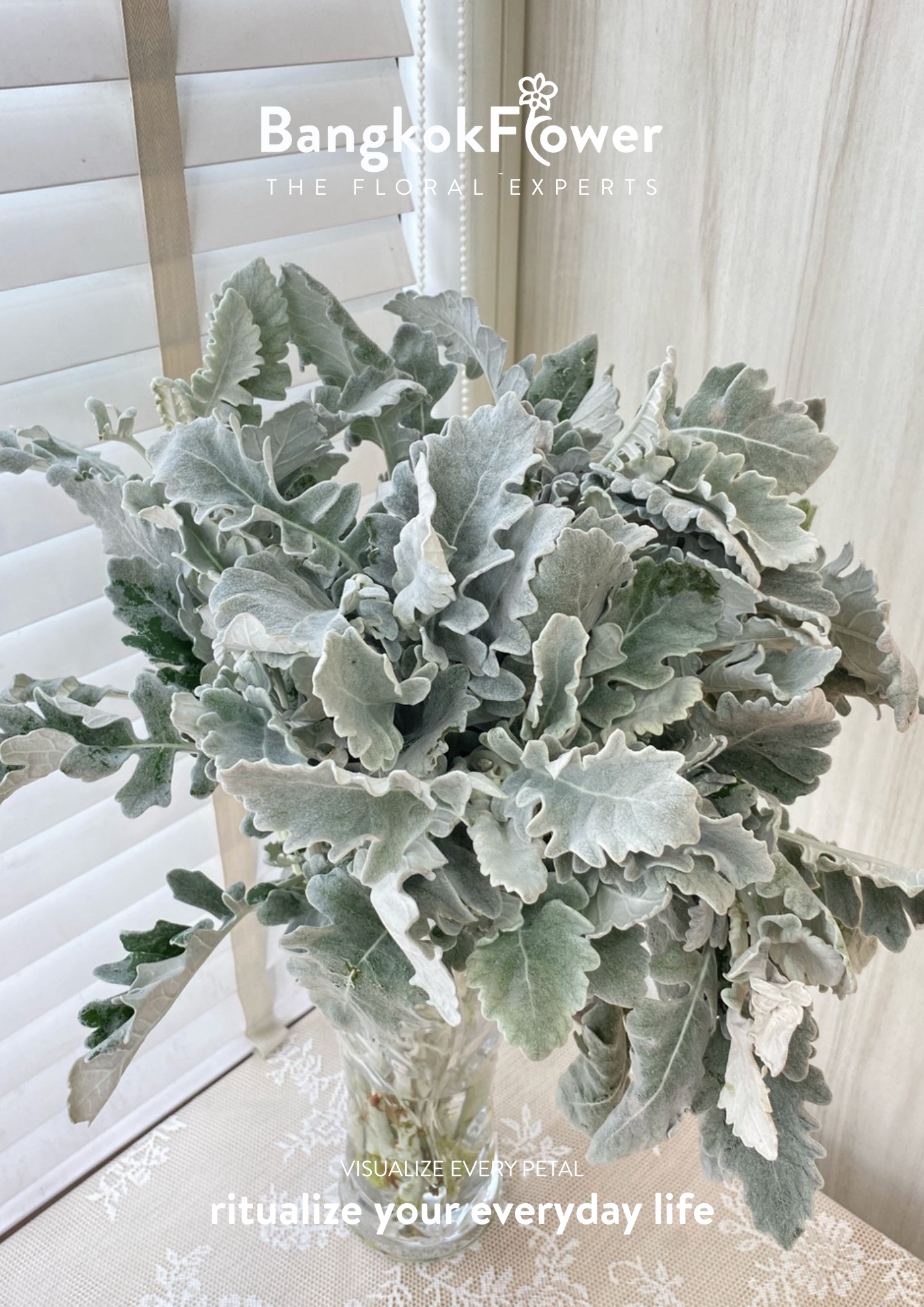 Dusty Miller
