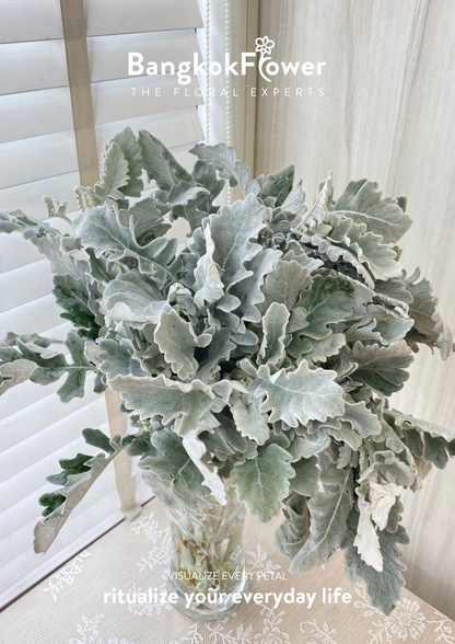 Dusty Miller