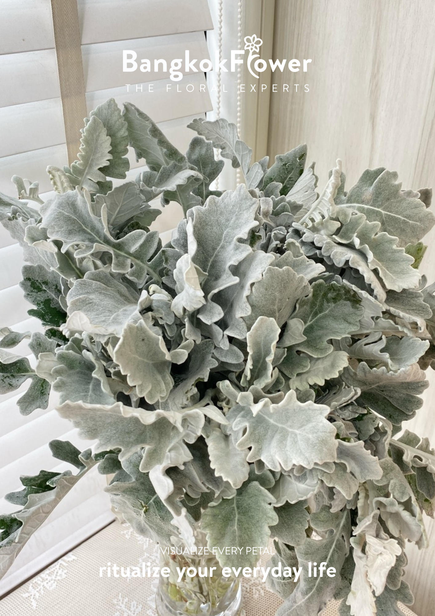 Dusty Miller