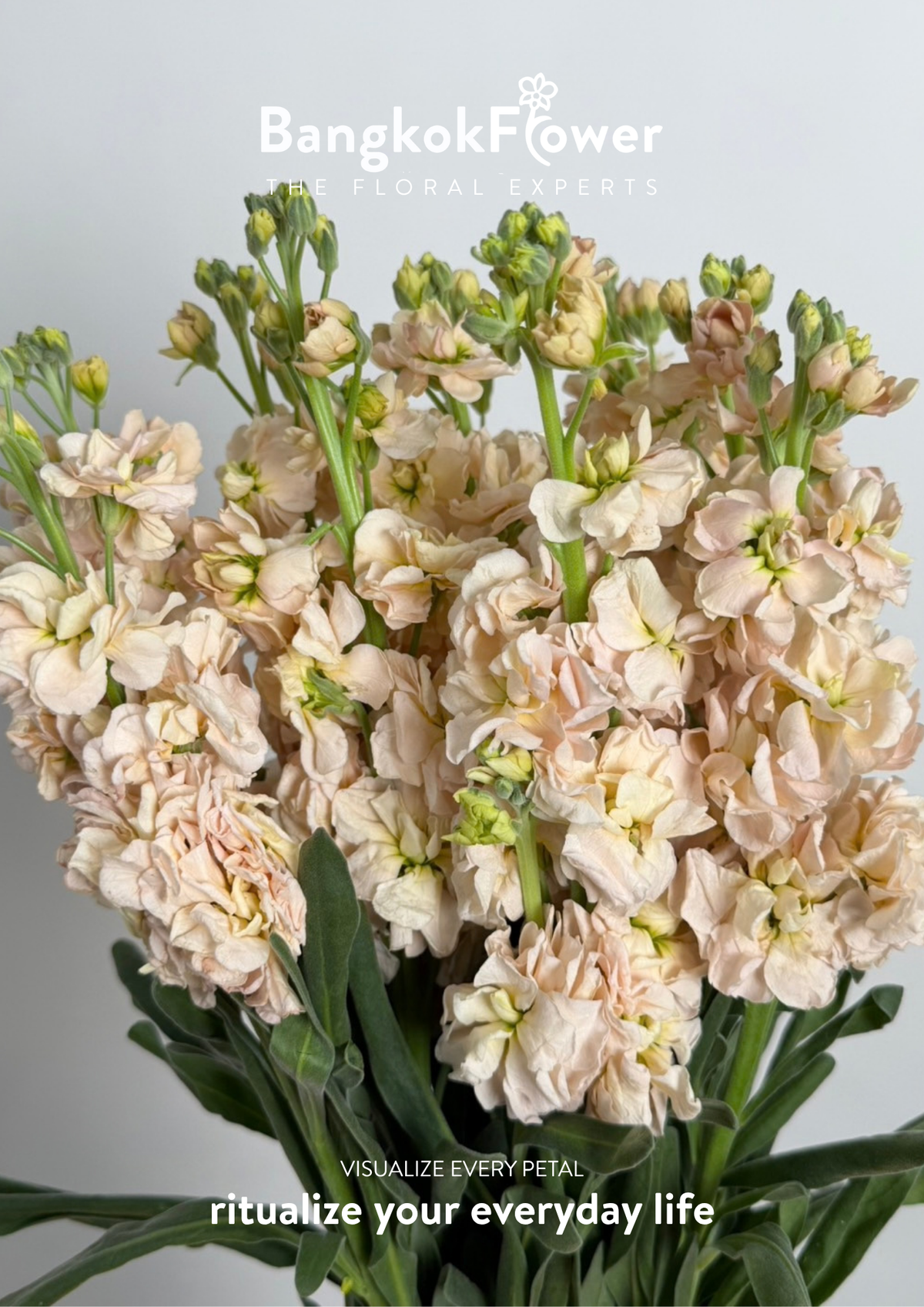 Matthiola champagne