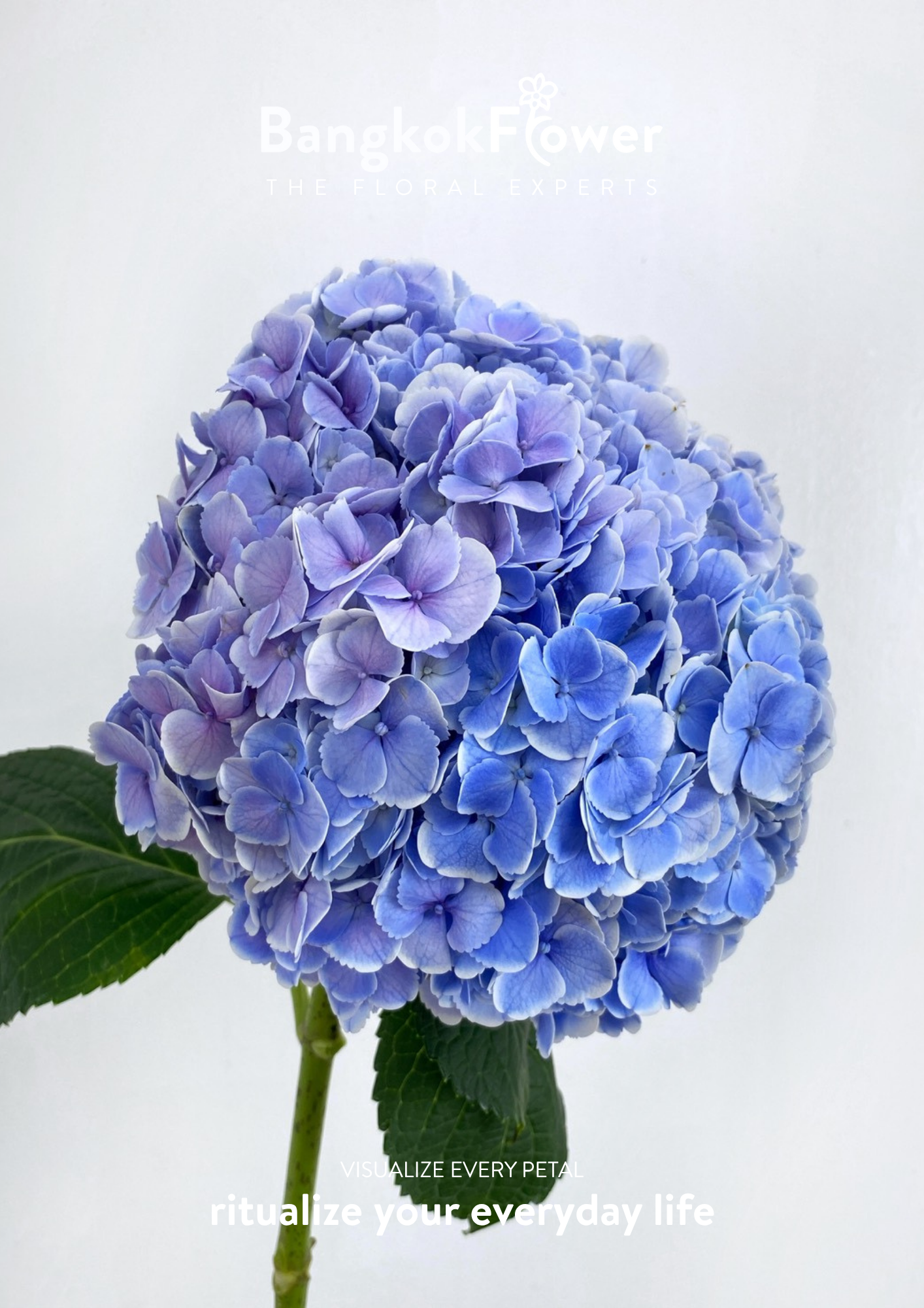 ไฮเดรนเจียสีฟ้า