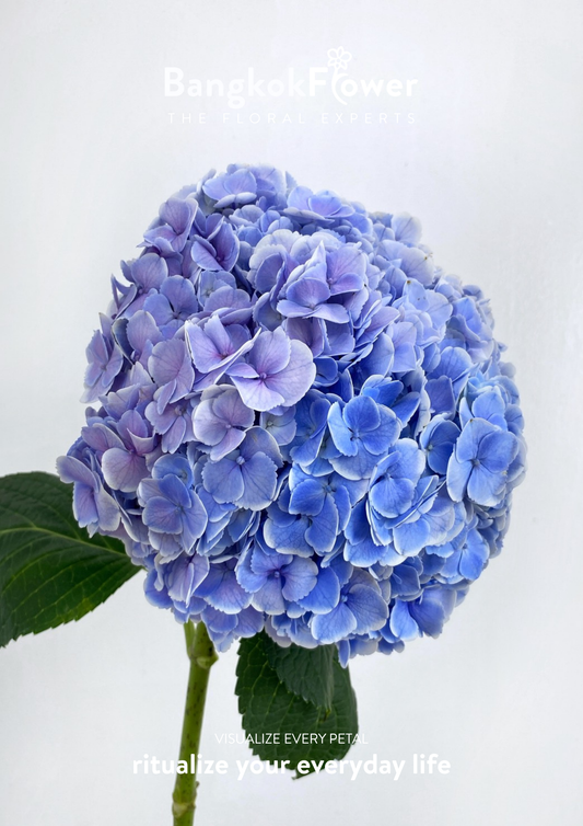 ไฮเดรนเจียสีฟ้า