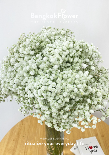 Gypsophila Million Star
