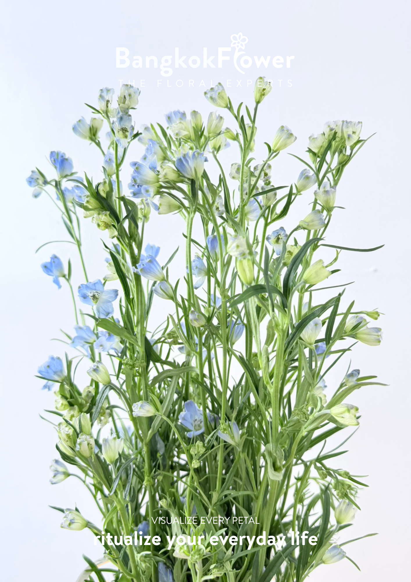 Delphinium