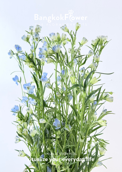 Delphinium