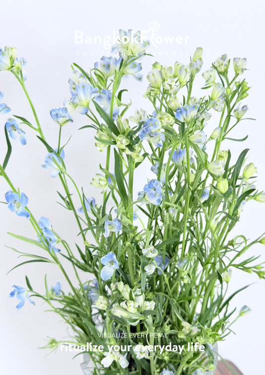 Delphinium