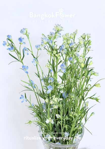 Delphinium