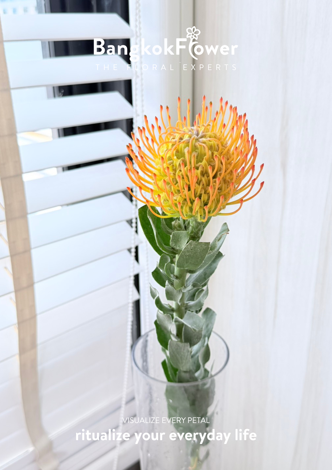 Leucospermum Orange