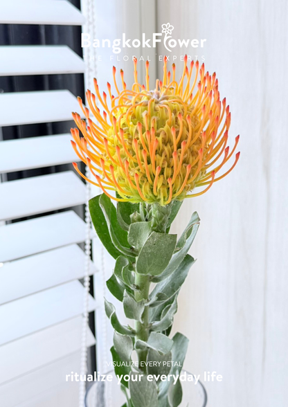 Leucospermum Orange