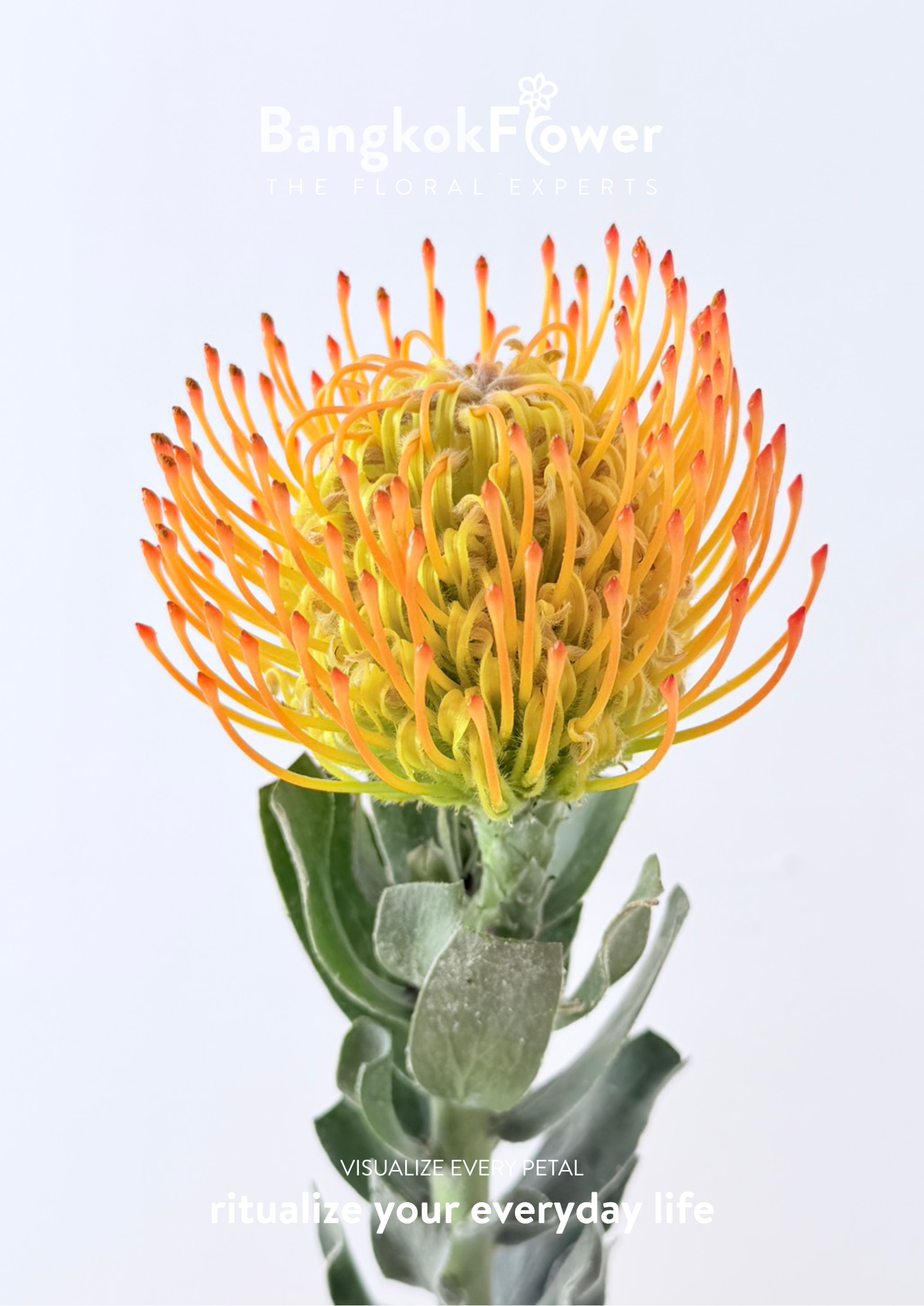 Leucospermum Orange