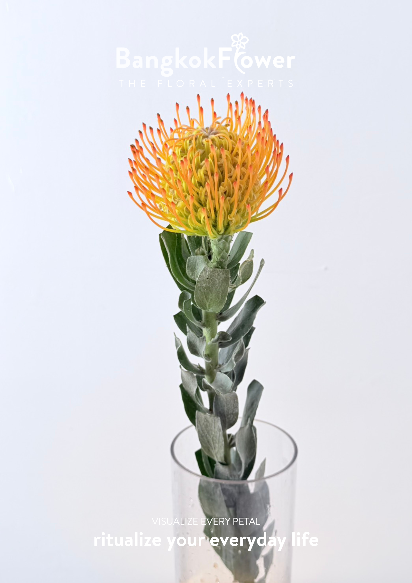 Leucospermum Orange