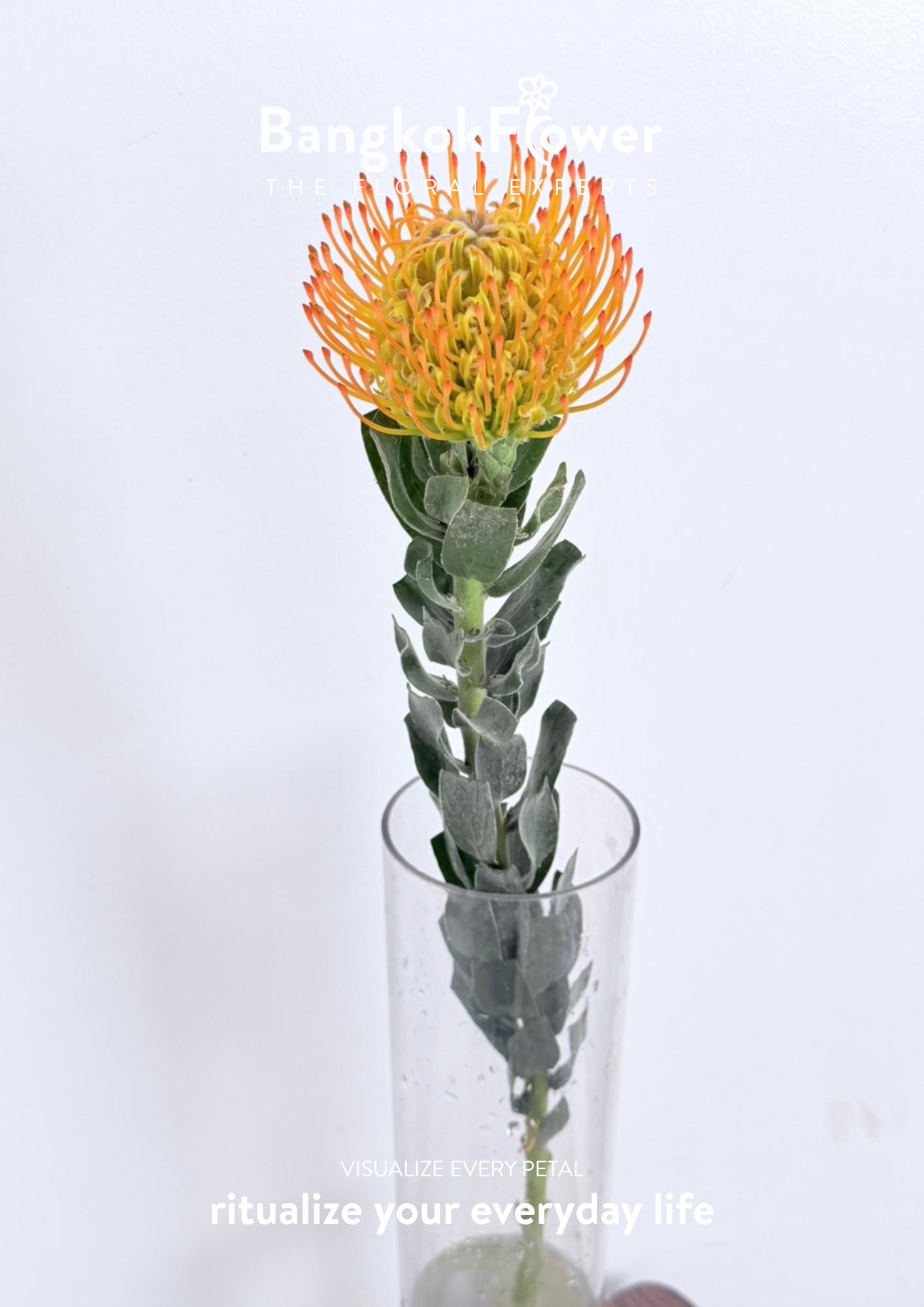 Leucospermum Orange