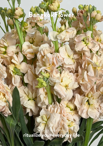 Matthiola champagne