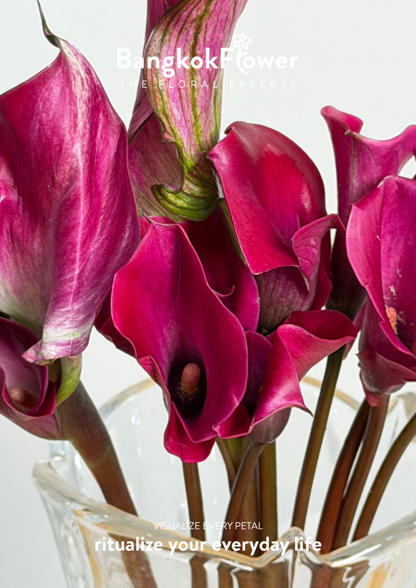 Calla Lily Purple