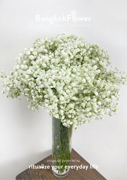 Gypsophila Million Star