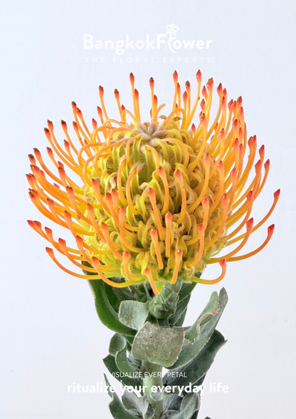 Leucospermum Orange