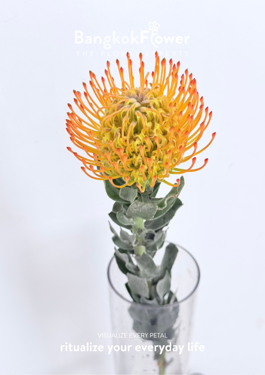 Leucospermum Orange