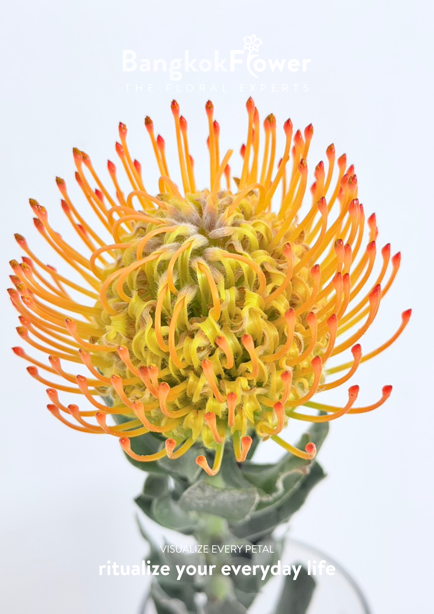 Leucospermum Orange