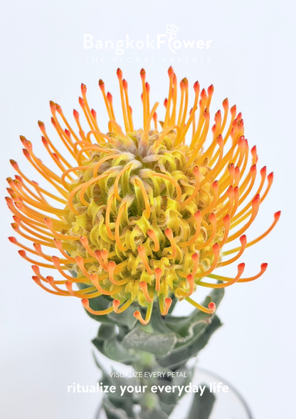 Leucospermum Orange