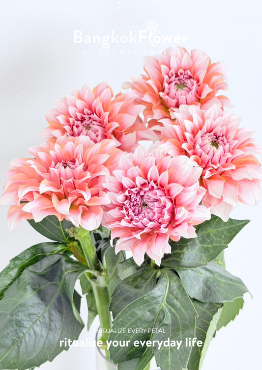 Dahlia Hybrida Cream Peach