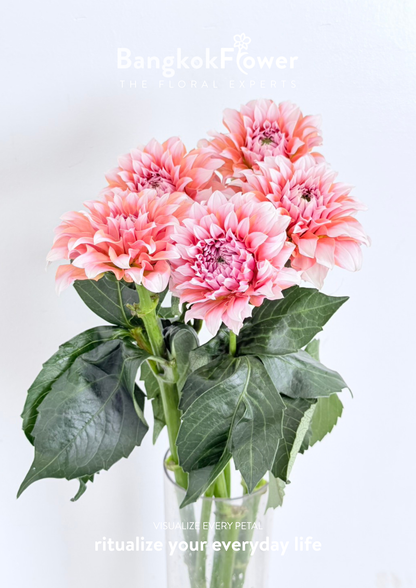 Dahlia Hybrida Cream Peach