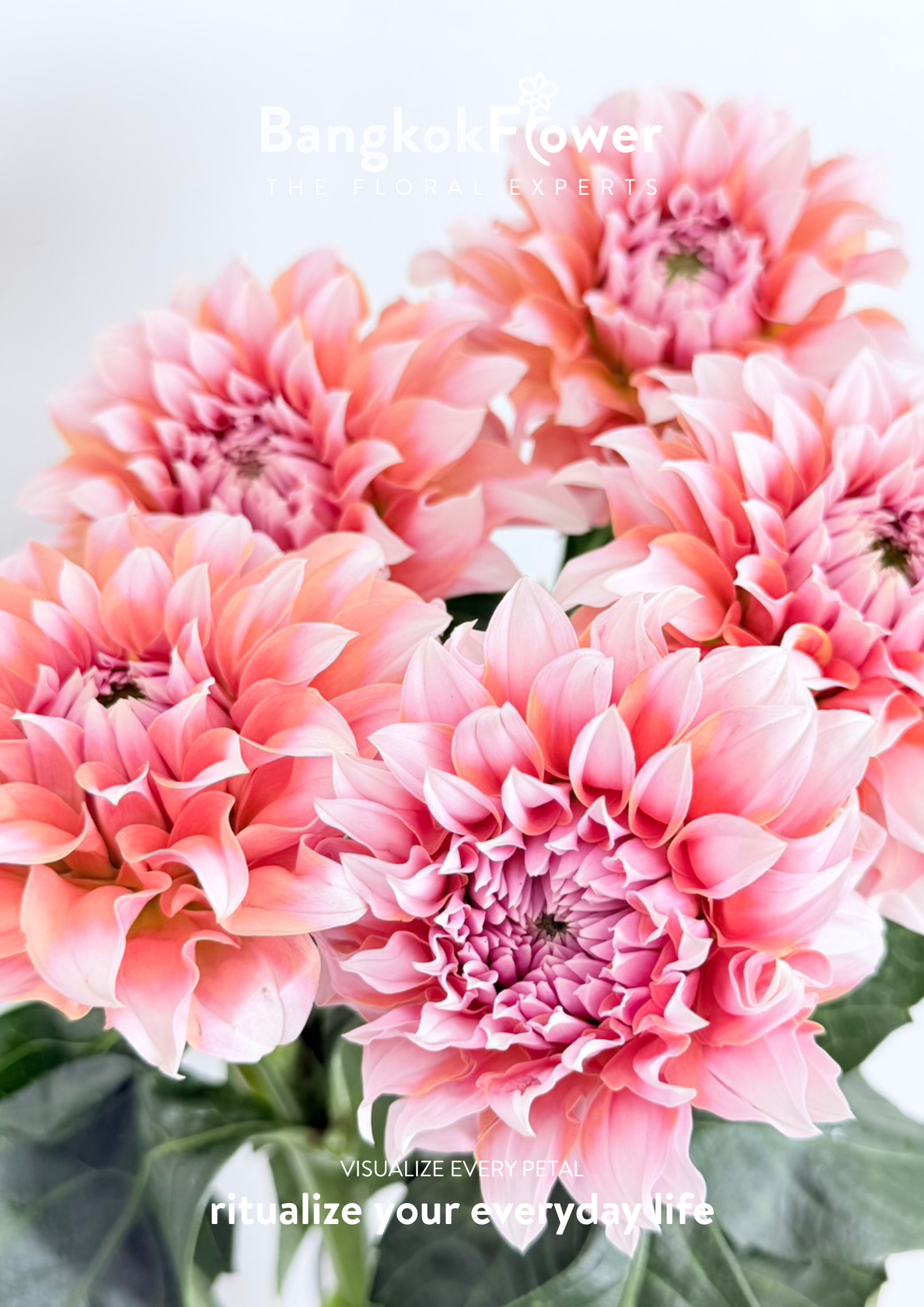 Dahlia Hybrida Cream Peach