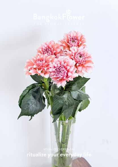 Dahlia Hybrida Cream Peach