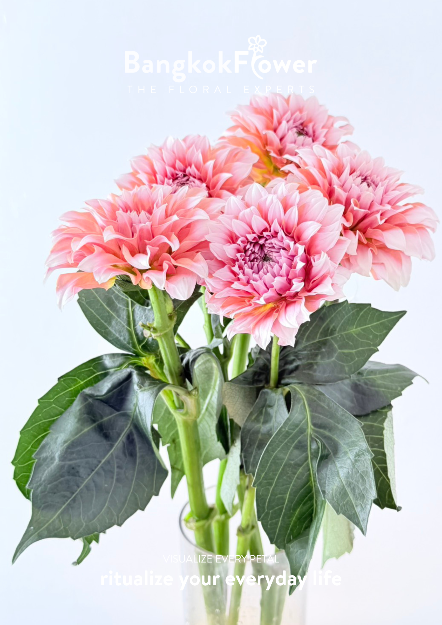 Dahlia Hybrida Cream Peach