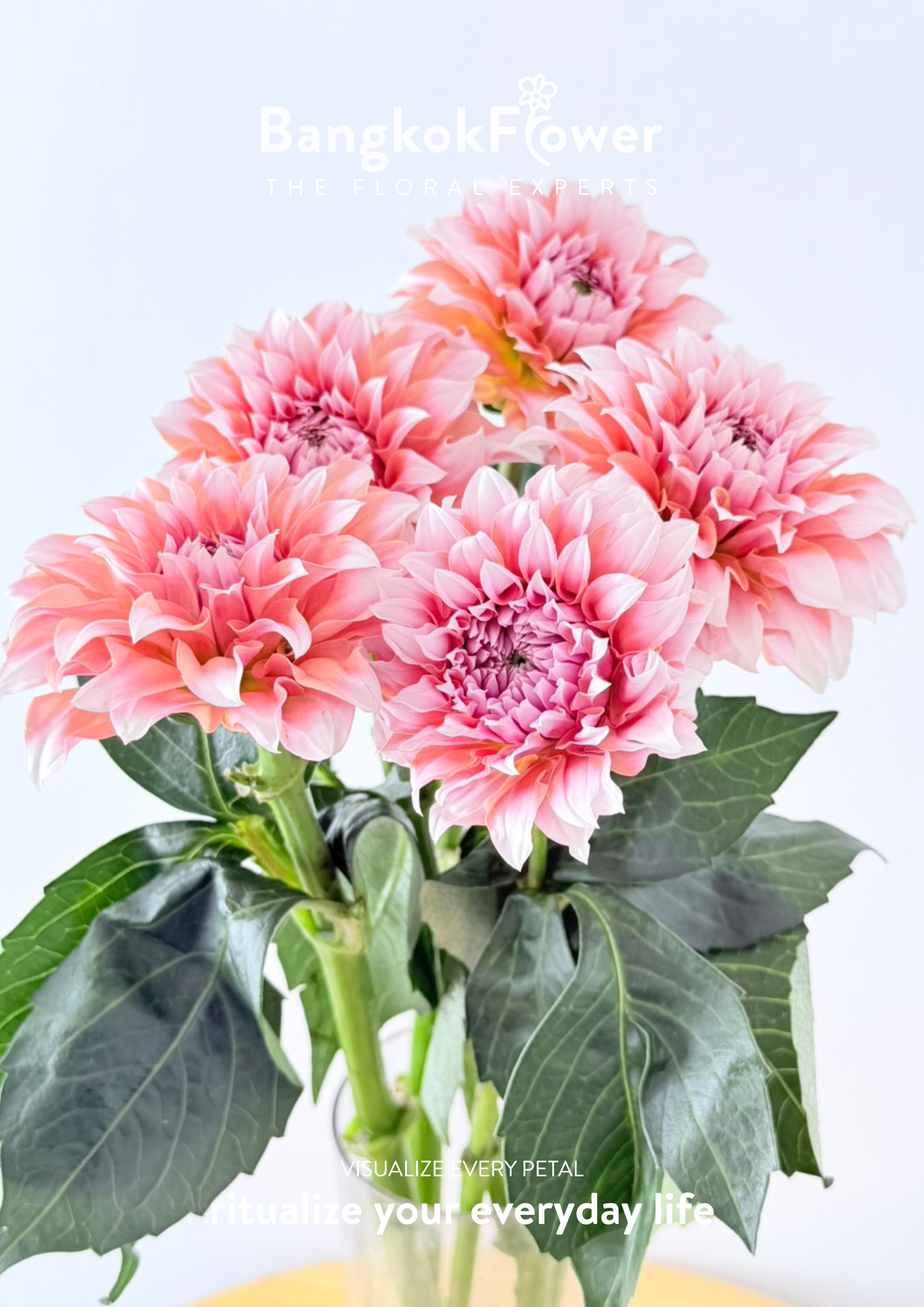 Dahlia Hybrida Cream Peach
