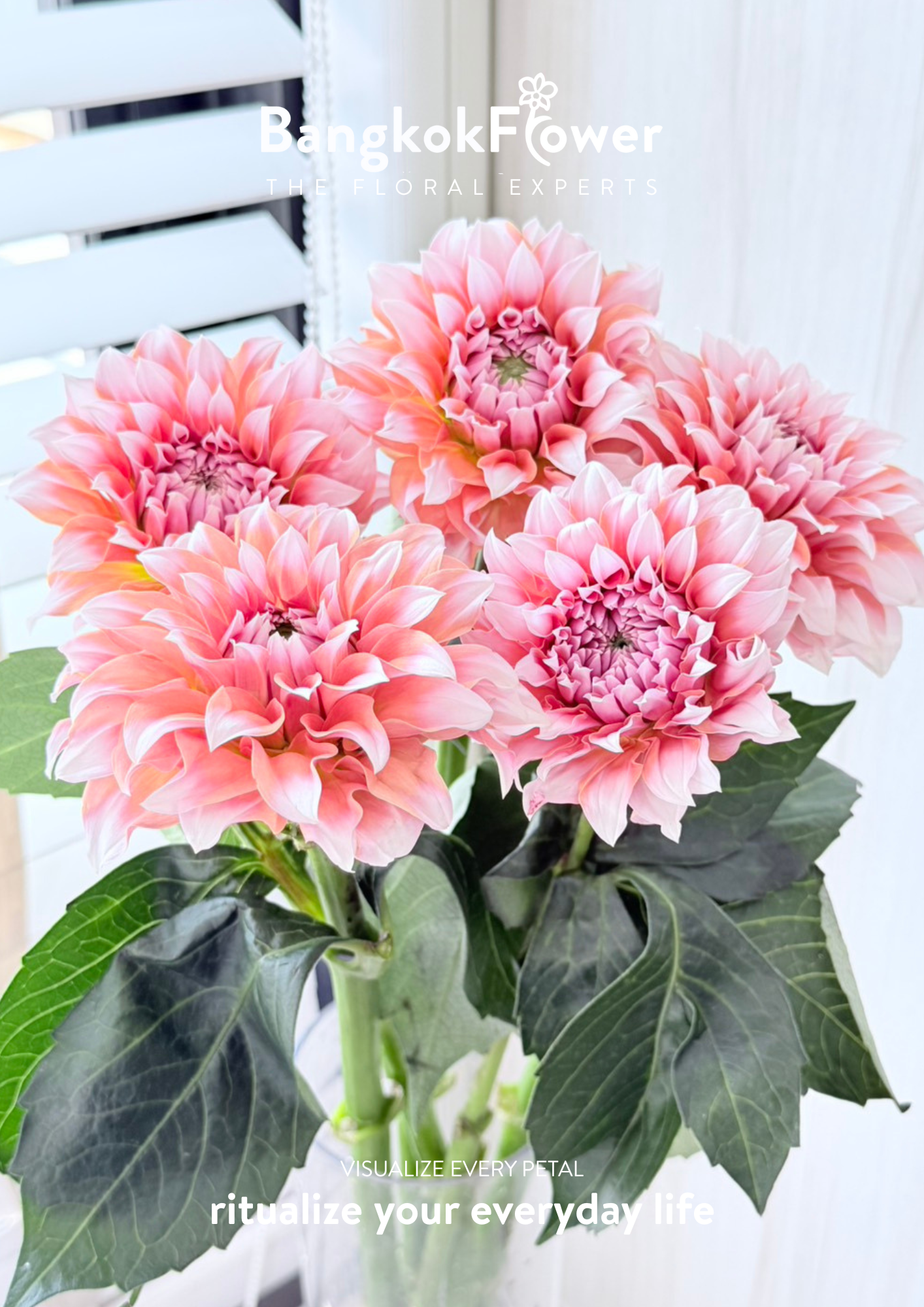 Dahlia Hybrida Cream Peach