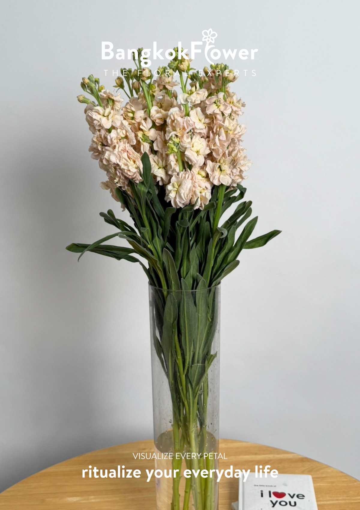 Matthiola champagne