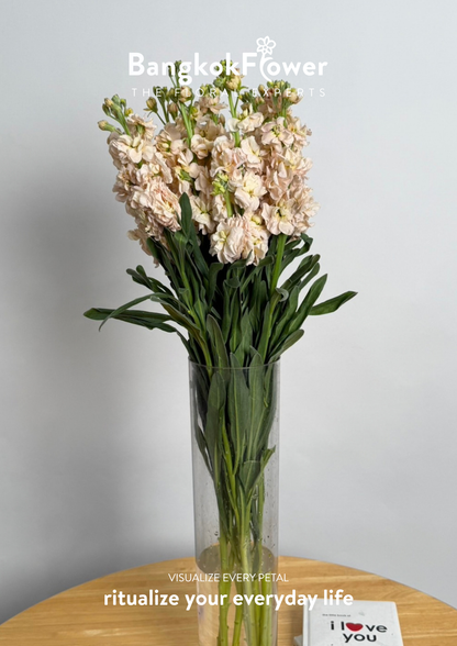 Matthiola champagne