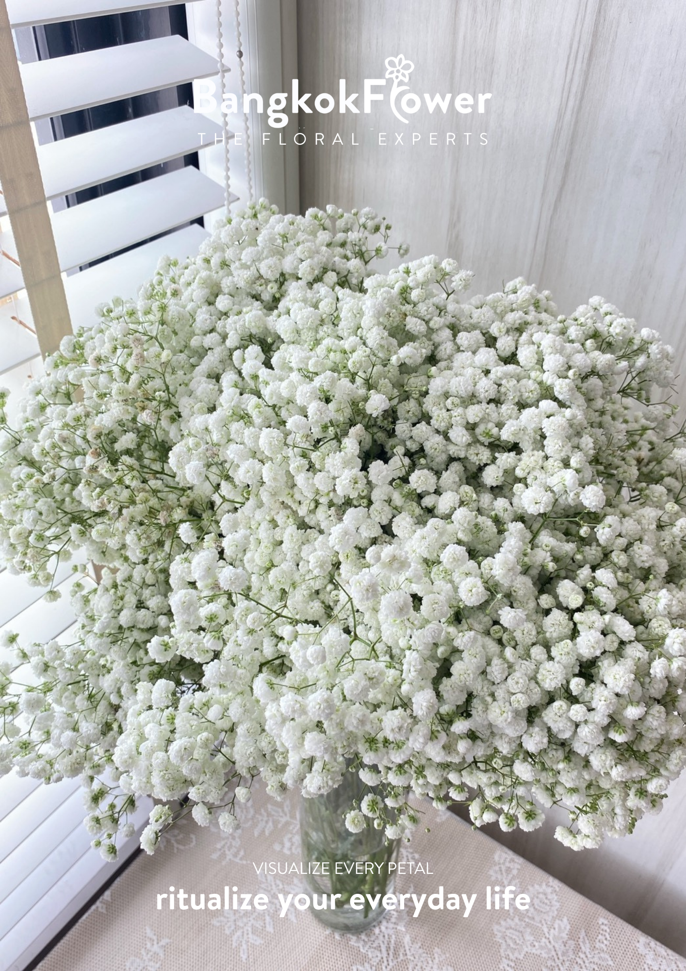 Gypsophila Million Star