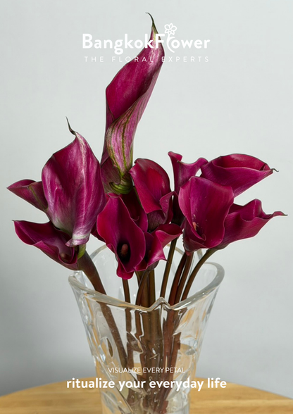Calla Lily Purple