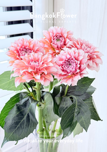 Dahlia Hybrida Cream Peach