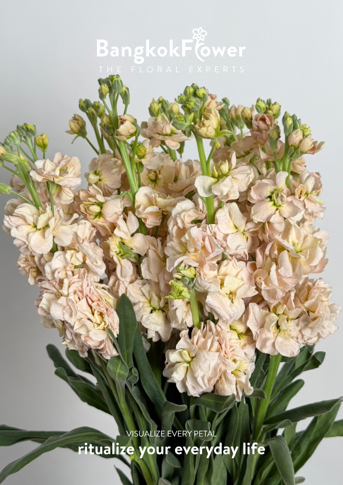 Matthiola champagne