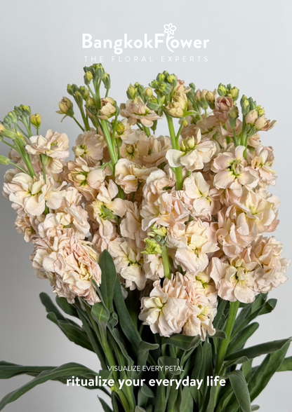 Matthiola champagne