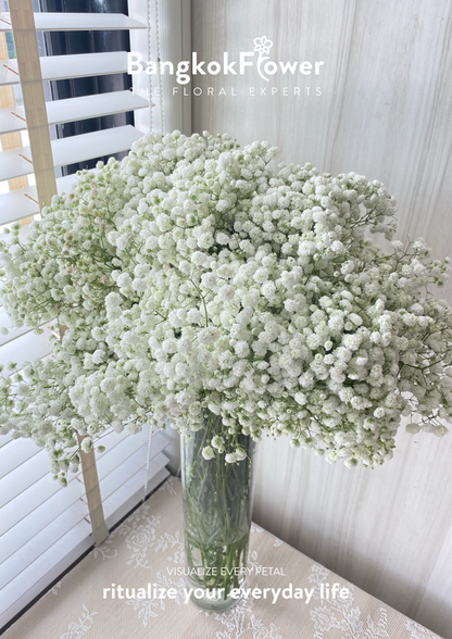 Gypsophila Million Star