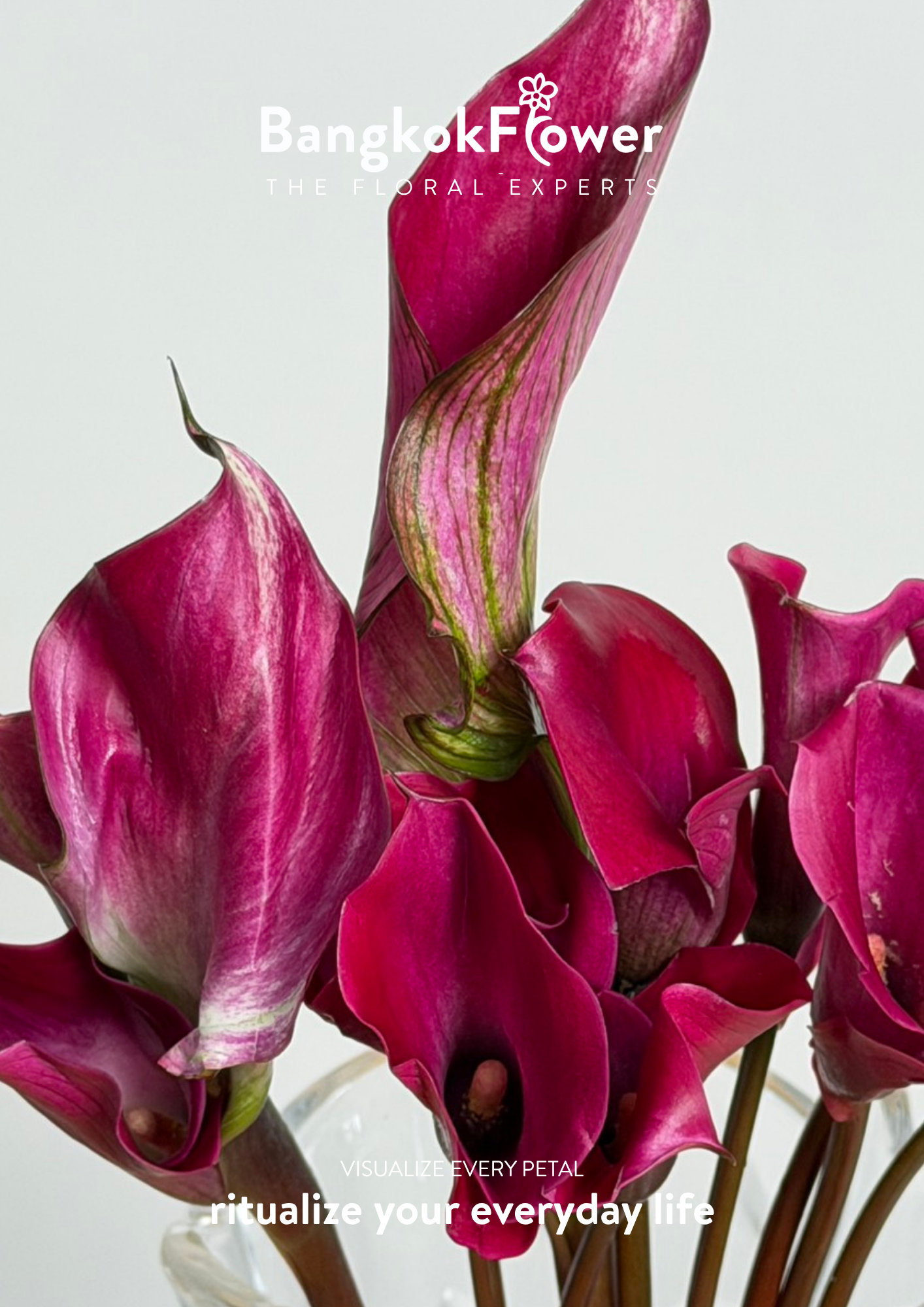 Calla Lily Purple