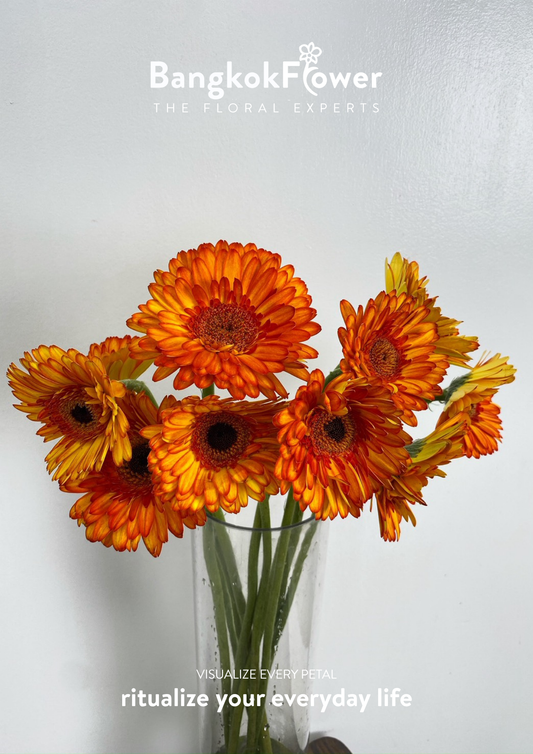Hot Orange Glow Gerbera