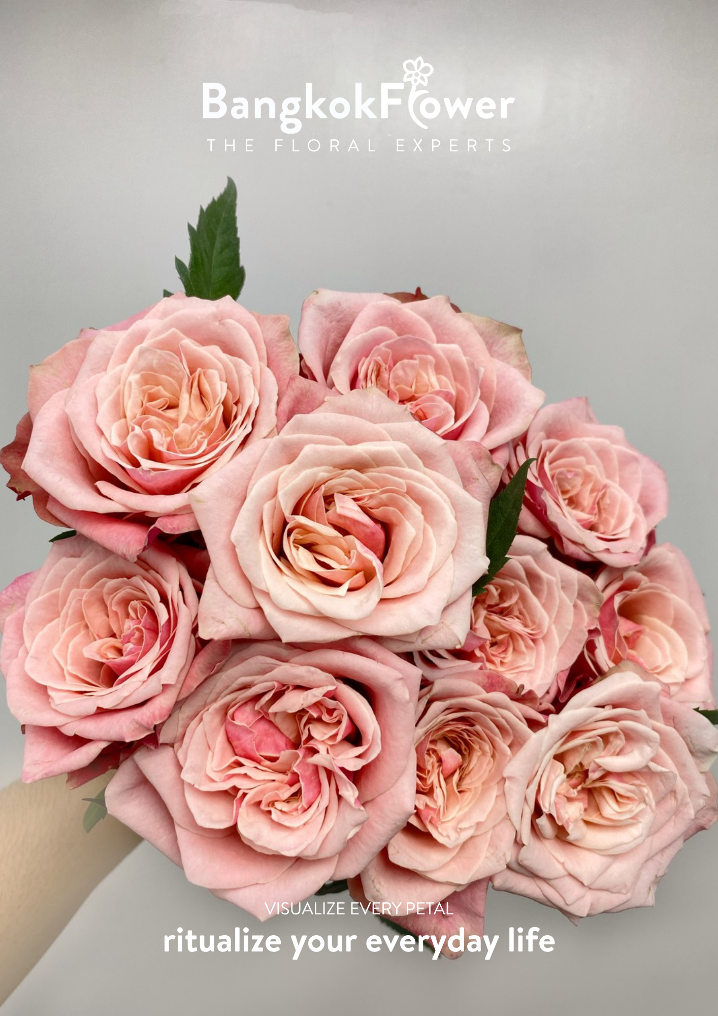 Ladybro Rose
