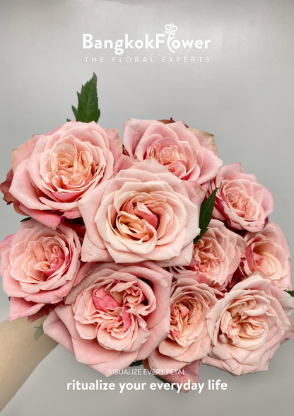 Ladybro Rose