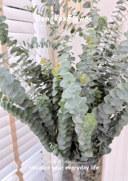 Eucalyptus